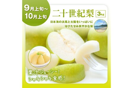 【先行予約/フルーツ定期便4回】旬の果物厳選!京丹後フルーツ王国セット(完熟イチゴ・メロン・シャインマスカット・二十世紀梨)(2026年4月上旬~発送)