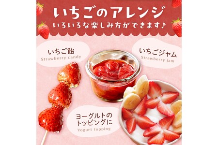 【先行予約／数量限定200】【特選】京都・まつみやファームの大粒いちご（あきひめイチゴ）15～20粒（2026年2月上旬～発送） いちご農家直送の苺・大粒イチゴ・京都産いちご・イチゴ