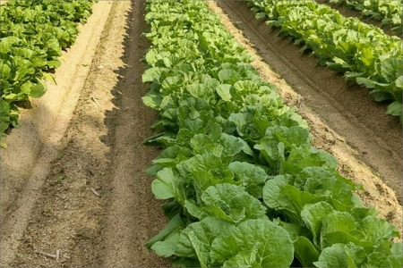 【野菜】京都 野菜秋冬セット 5品