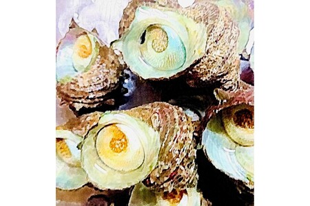 【炊き込みご飯】丹後サザエめし190g×3 炊き込みご飯