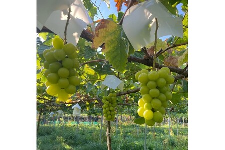 【先行予約／数量限定100】シャインマスカット 1.2kg以上（2房入り）（2026年9月上旬～発送）