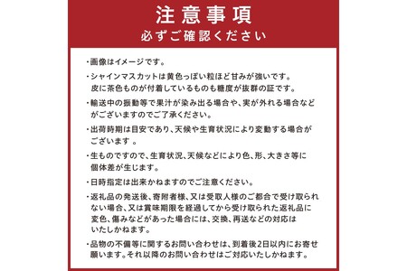 【先行予約／数量限定100】シャインマスカット 1.2kg以上（2房入り）（2026年9月上旬～発送）