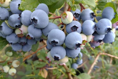 国産ブルーベリーピューレ　農薬不使用（3瓶）