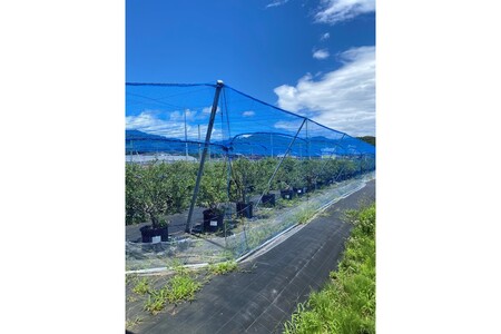 国産ブルーベリーピューレ　農薬不使用（3瓶）