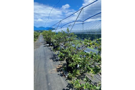 国産ブルーベリーピューレ　農薬不使用（3瓶）