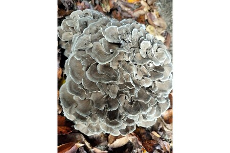 京丹後市産　原木マイタケほだ木　派生品セット(3袋)