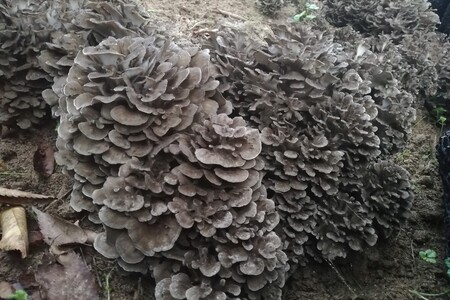 京丹後市産　原木マイタケほだ木　派生品セット(3袋)