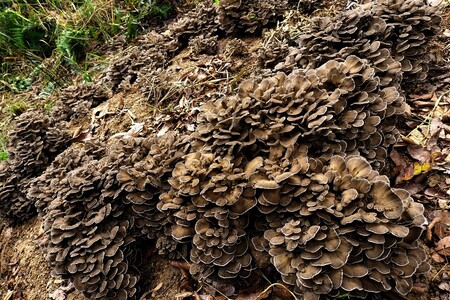 京丹後市産　原木マイタケほだ木　派生品セット(3袋)