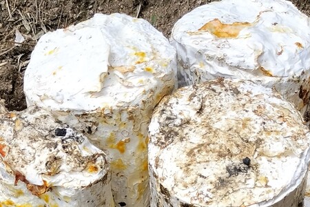 京丹後市産　原木マイタケほだ木　派生品セット(3袋)