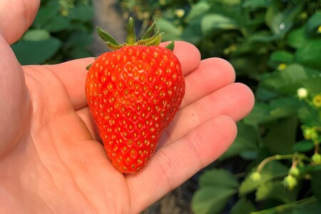 【先行予約/数量限定50】京都丹後産 桐箱入り贈答用完熟大粒いちご 300g(2026年1月中旬~発送)