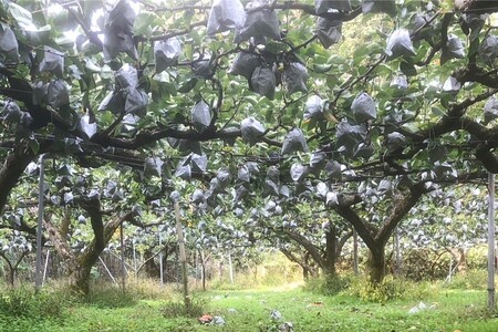 【先行予約／数量限定20】【訳あり】晩三吉梨 優品 5kg（8～16玉入り）（2027年1月上旬～発送）