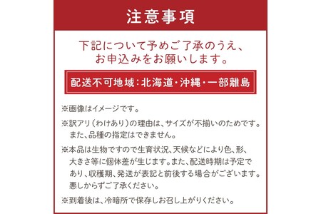 【先行予約】訳あり 宝石のような輝き！カラフルミニトマト 約1.5kg（春夏）（2026年5月下旬～発送）