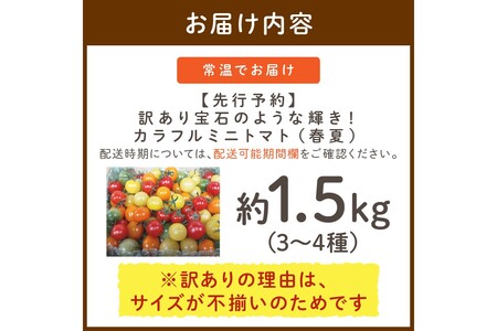 【先行予約】訳あり 宝石のような輝き！カラフルミニトマト 約1.5kg（春夏）（2026年5月下旬～発送）