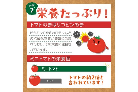 【先行予約】訳あり 宝石のような輝き！カラフルミニトマト 約1.5kg（秋冬）（2026年10月上旬～発送）