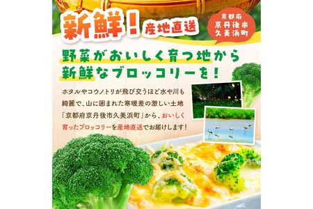 ブロッコリー 約2kg 農家直送ブロッコリー 2025年11月～ 