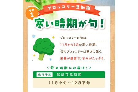 ブロッコリー 約2kg 農家直送ブロッコリー 2025年11月～ 