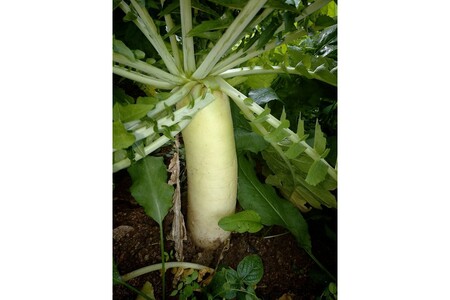 【野菜】京都 冬鍋野菜セット 4種