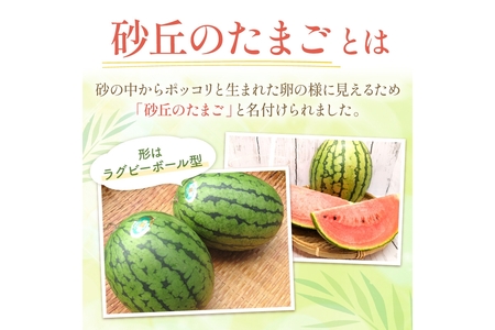 小玉スイカ 砂丘のたまご 1玉 26年6月～ スイカ