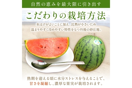 小玉スイカ 砂丘のたまご 1玉 26年6月～ スイカ