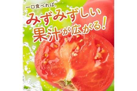 【先行予約】京丹後産 大玉トマト 1kg以上 春夏発送（2026年5月中旬～発送）