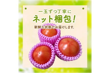 【先行予約】京丹後産 大玉トマト 1kg以上 春夏発送（2026年5月中旬～発送）