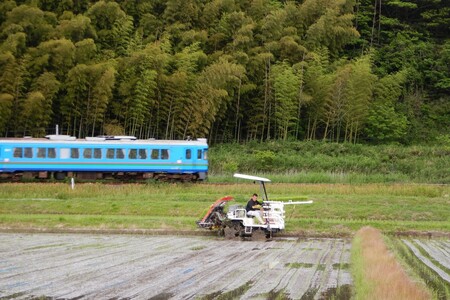 コシヒカリ 特別栽培 5kg 白米 精米 コシヒカリ