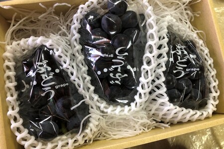 【先行予約】黒ぶどう詰め合わせ(1.5kg以上/3~4房)(2026年8月上旬~発送)