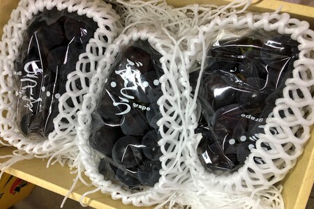 【先行予約】黒ぶどう詰め合わせ(1.5kg以上/3~4房)(2026年8月上旬~発送)