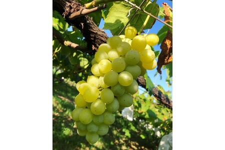 【先行予約】ぶどう白・黒詰め合わせ2〜3種（1.4kg以上）（2026年8月上旬～発送）