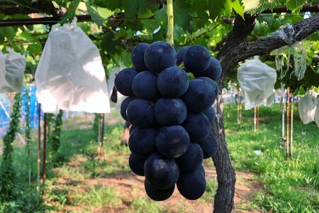 【先行予約】ぶどう白・黒詰め合わせ2〜3種（1.4kg以上）（2026年8月上旬～発送）