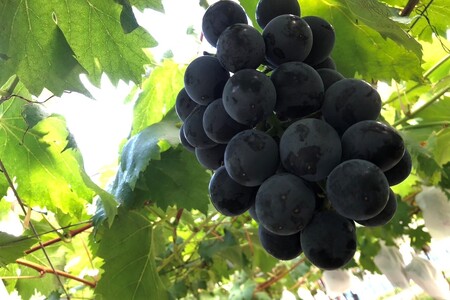 【先行予約】ぶどう白・黒詰め合わせ2〜3種（1.4kg以上）（2026年8月上旬～発送）