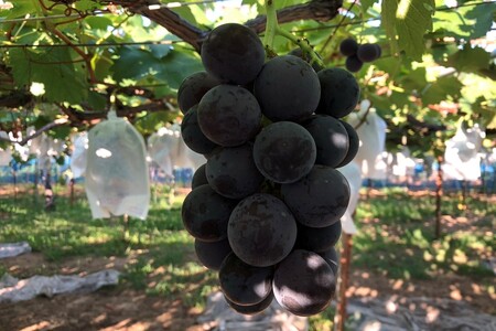 【先行予約】訳あり黒ぶどう2房入（1kg以上）（2026年8月上旬～発送）