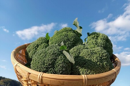 【フルーツ・野菜】農家直送セット 5種【5回定期便】