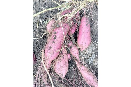 【フルーツ・野菜】農家直送セット 5種【5回定期便】