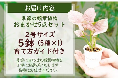 季節の観葉植物5点セット（2号鉢）｜【発送可能時期：4月上旬～7月末、9月上旬～11月末】