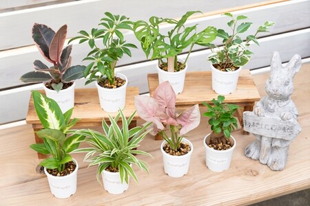 季節の観葉植物5点セット（2号鉢）｜【発送可能時期：4月上旬～7月末、9月上旬～11月末】