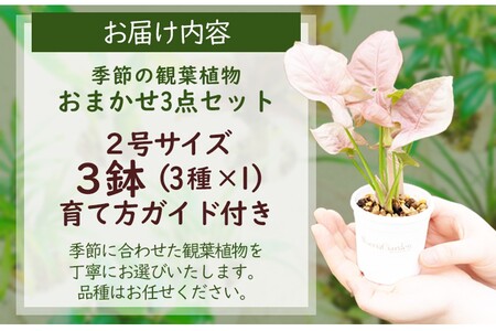 観葉植物お試し3点セット（2号鉢）｜【発送可能時期：4月上旬～7月末、9月上旬～11月末】