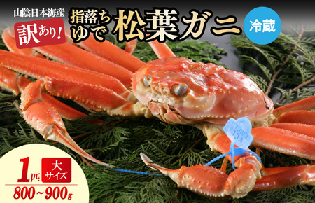 【訳あり！指落ち松葉がに】山陰沖ゆで松葉がに 800ｇ～900ｇ 大サイズ（1月～3月発送）／北畿水産
