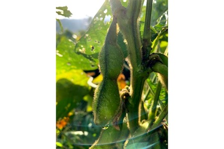 【先行予約/数量限定40】新丹波黒枝豆さや 500g(250g×2パック)(2026年10月中旬~発送)