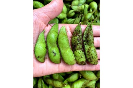 【先行予約/数量限定40】新丹波黒枝豆さや 500g(250g×2パック)(2026年10月中旬~発送)