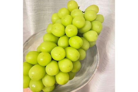 【先行予約/数量限定100】訳ありシャインマスカット 1.4kg以上(2~3房入り)(2026年9月上旬~発送)