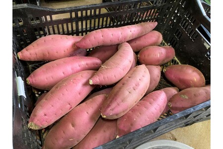 【先行予約/数量限定】訳あり 京丹後産 土付き 紅はるか(さつまいも) 5kg(2026年11月上旬~発送) ご家庭用(優品・無洗・無洗別・特大込み)