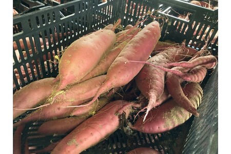 【先行予約/数量限定】訳あり 京丹後産 土付き 紅はるか(さつまいも) 5kg(2026年11月上旬~発送) ご家庭用(優品・無洗・無洗別・特大込み)