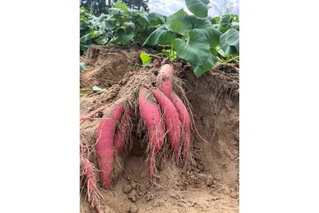 【先行予約/数量限定】訳あり 京丹後産 土付き 紅はるか(さつまいも) 5kg(2026年11月上旬~発送) ご家庭用(優品・無洗・無洗別・特大込み)