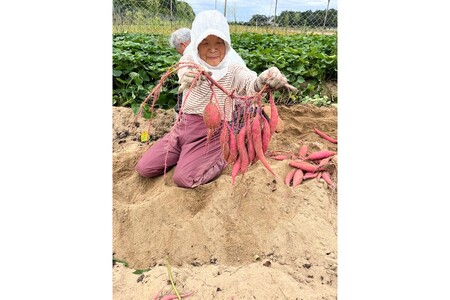 【先行予約/数量限定】訳あり 京丹後産 土付き 紅はるか(さつまいも) 5kg(2026年11月上旬~発送) ご家庭用(優品・無洗・無洗別・特大込み)