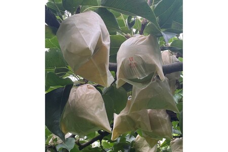 【先行予約／数量限定100】訳あり 廿世紀梨 5kg（2026年9月上旬～発送）