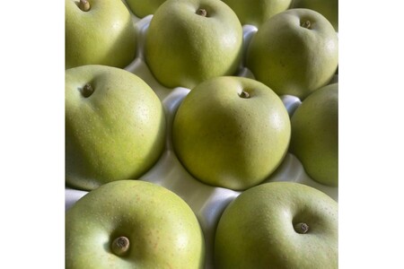 【先行予約／数量限定100】訳あり 廿世紀梨 5kg（2026年9月上旬～発送）