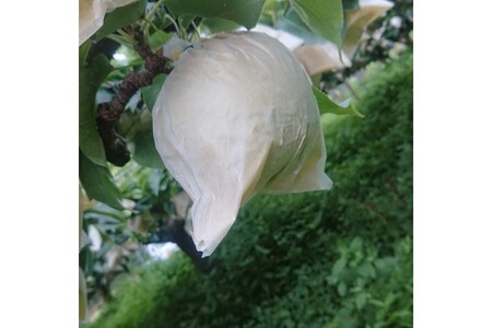 【先行予約／数量限定100】訳あり 廿世紀梨 5kg（2026年9月上旬～発送）