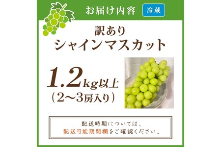 【先行予約／数量限定100】訳ありシャインマスカット 1.2kg以上（2～3房入り）（2026年9月上旬～発送）