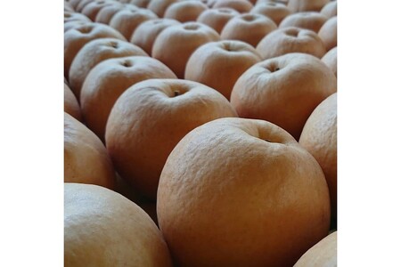 【先行予約／数量限定100】訳あり 新興梨　5kg（2026年10月中旬～発送）